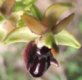 Ophrys incubacea